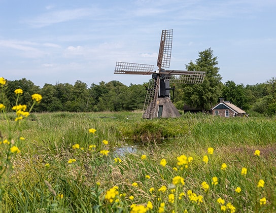 Windmolen in een weiland.