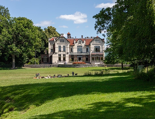 Herten op het erf van een riante woning in Steenwijk